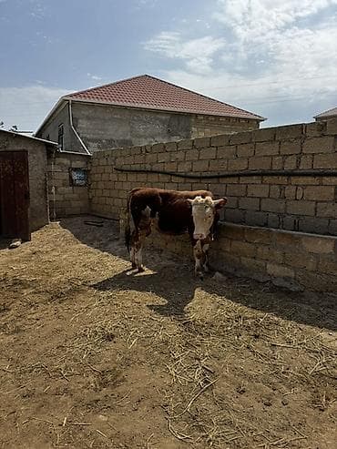 etlik iney: İki baş təmiz qan erkək simmental dana satılır. Böyüyünün 1 yaşı var — 8