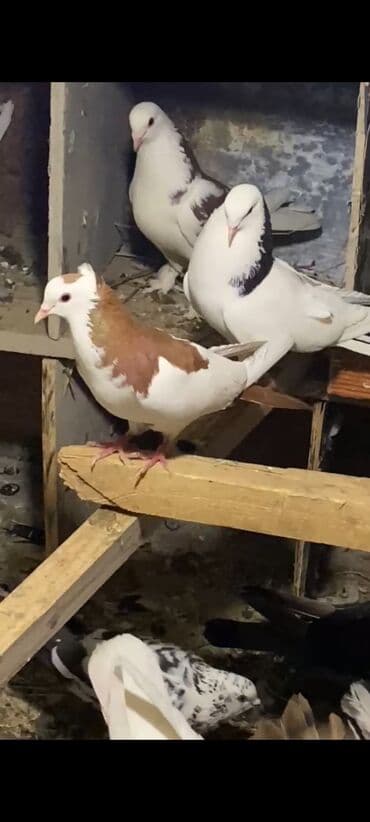 сколько стоит миниатюрный пудель: Məhsul: Göyərçin (iki rəngli – ağ və qırmızı-qəhvəyi) Təsvir: - Nadir — 2