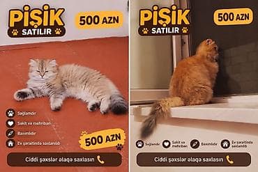 cins itlər: Pişik satılır – 500 AZN - Sakit və mehriban xasiyyətli - Sağlamdır - — 1