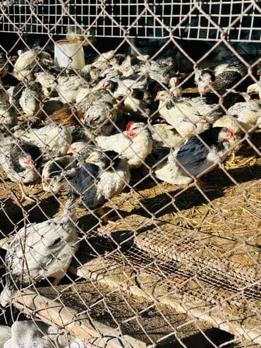 cins inekler: Dişi, Damazlıq — 4