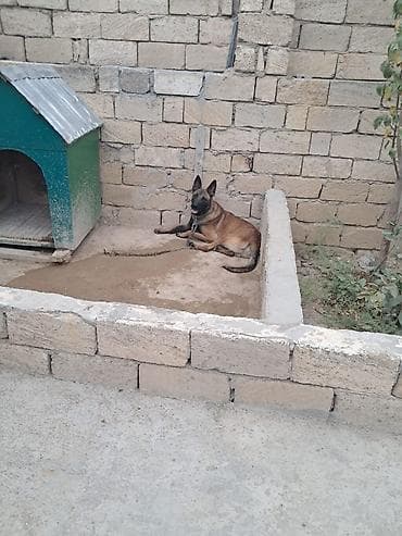 Belçika çoban iti, 2 il, Erkek, Ünvandan götürmə