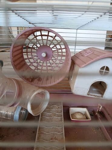 купить клетку для морской свинки: Xəzərtikanlı/siçan kimi kiçik kemiricilər üçün tam dəst qəfəs — 2