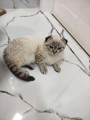 Heyvanlar üçün mallar: Sattilir — 4