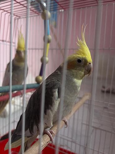Məhsul: Nimfa (Cockatiel) cütü və qəfəs dəsti Təsvir: - İki ədəd — 1