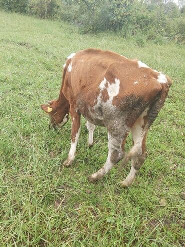 quzu satilir 2021: Dana, buzov, Dişi, ay: 8, 140 kq, Damazlıq, Ünvandan götürmə — 1