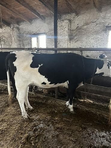 südlük inək cinsləri: Süd inəkləri– müxtəlif rəng çeşidləri (qara-ağ, qəhvəyi-ağ, tam qara) — 3