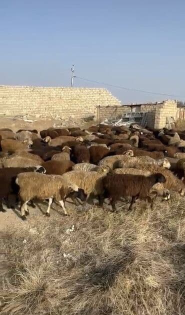 cins ineklerin qiymeti: 🌟 SUPER TOPUŞ QUZULAR SATILIR! 🐑400 eded 📍 Rusiyanın Stavropol — 1