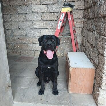 avcarka balası: Kane-Korso, 1 ay, Erkek, Ödənişli çatdırılma — 2