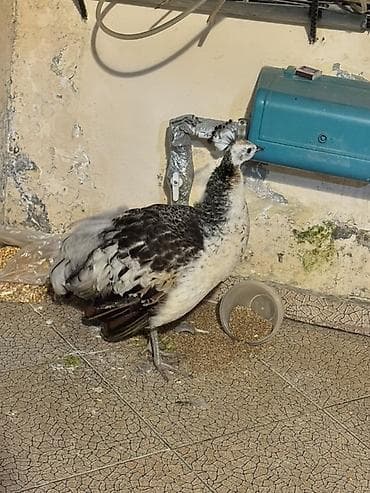 sar quşu: Məhsul: Tovus cücəsi (paun balası) Təsvir: - Növ: Tovus quşu (paun) — 1