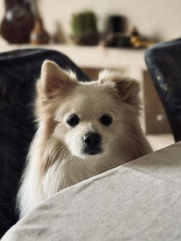 İtlər: Şpitz, 4 il, Erkek, Peyvəndli — 1