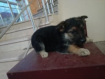 aston martin rapide 6 v12: Alman çoban iti, Peyvəndli — 2