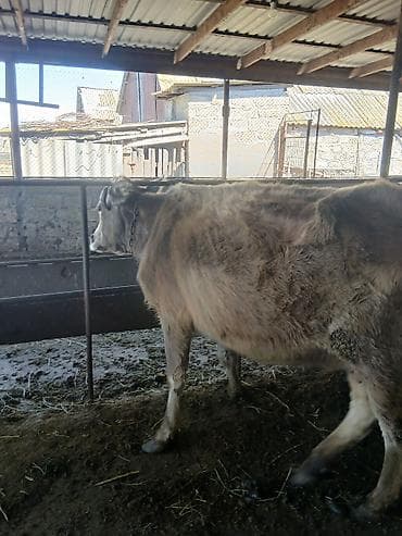 halep keçisi satilir: Super kök erkək dana — 2