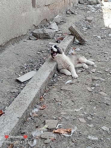 bala pişik ucuz: Peyvəndli — 3
