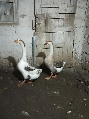 Кошки: Самец, | Linda, Для мяса, Самовывоз — 3