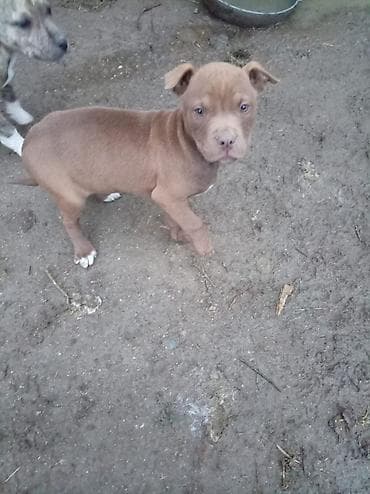 pitbull balasi: Pitbul, 2 ay, Dişi — 8