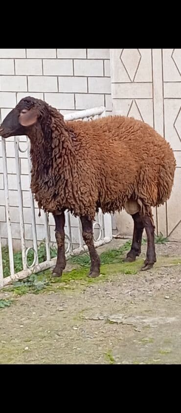 Inəklər, öküzlər: Salam ünvan Bakıin maştağa kendi əsil damazliqa layiq kesilmeye — 3
