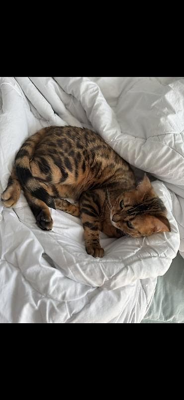 Собаки: Бенгальская, Самка — 1