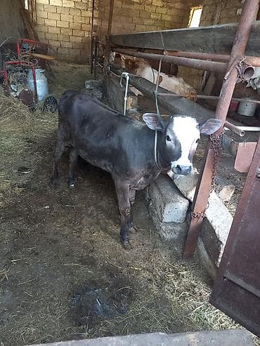iney: Disi Simmental Melezidi ot yem yeyir — 1