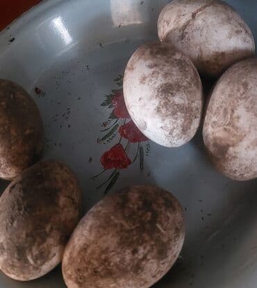 Qaymaq: Mayali qaz yumurtasi var isteyen varsa vp aktivdi elaqe saxlaya biler — 1