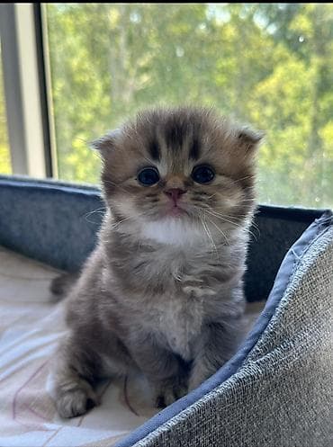 alman avcarkasi satilir: Alman çoban iti, 2 ay, Erkek — 6