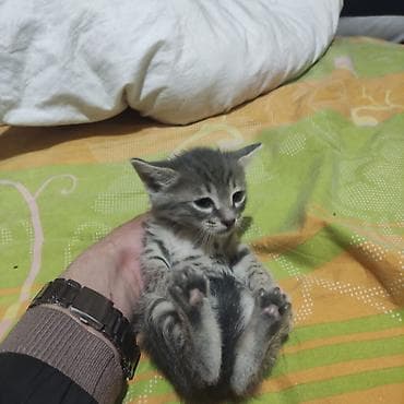 əl meymunu: Britan, Erkək, Yaxşı əllərə, Ünvandan götürmə, Ödənişli çatdırılma — 4