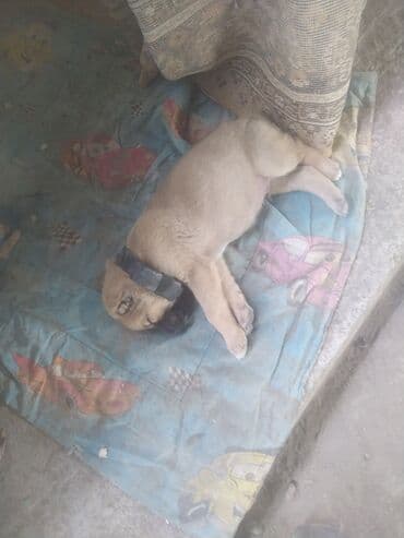 приют для кошек в баку: 1 месяц — 2