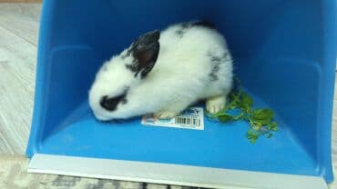 kaliforniya dovşanı: Dovsan balalari satilir — 5