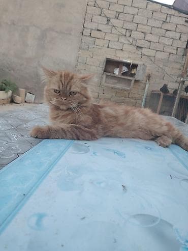 boyumeyen pisik: Fars, Erkək, Yaxşı əllərə, Ünvandan götürmə, Pulsuz çatdırılma — 3