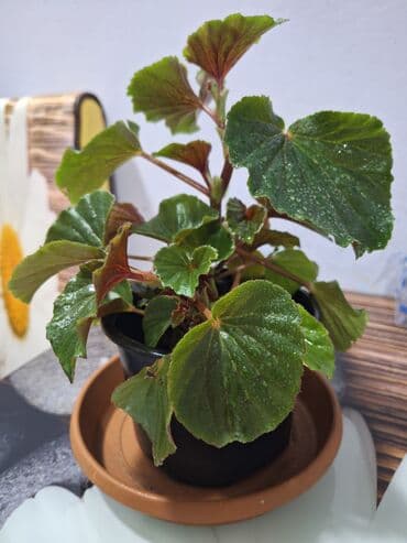 mi band 4 цена: Begoniya (qap içi dekorativ bitki) – plastik saksıda - Yarpaq tipi — 4