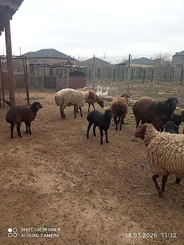 it yem: 5 can birinci ikinci qarına olan quzulu və iki yaş yarımlıq qoç — 3