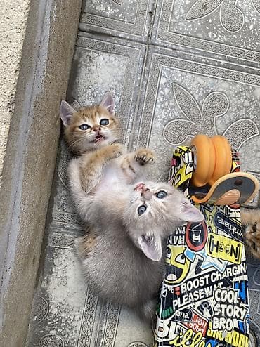 Золотая шиншилла, Самец, Самка — 3