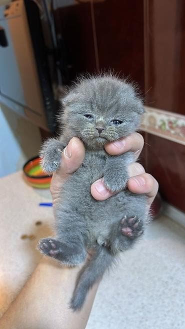 golden pişik: Britan, Erkək, Dişi, Yaxşı əllərə, Ünvandan götürmə, Pulsuz çatdırılma, Ödənişli çatdırılma — 4