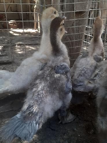 ov tiri satilir: 8 dene ordek bir aylig 7manat. 055 880 85 29. barter yoxdur — 9