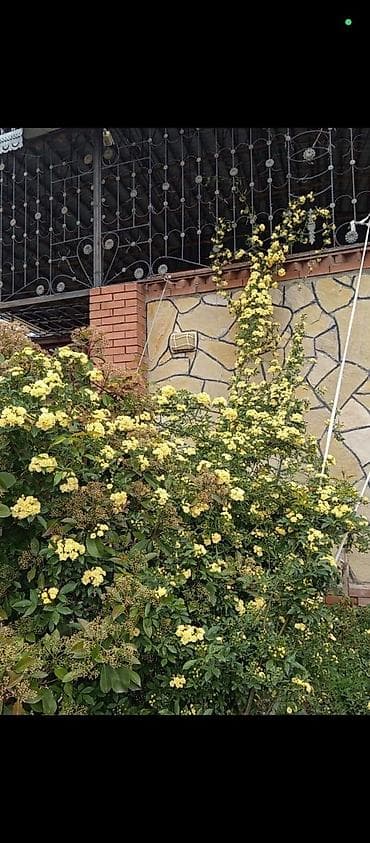 Ledi benks tikansız sarmaşıg qızıl guller 10azn 15azn 20azn arasında