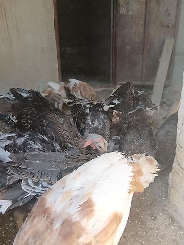 heleb kecileri satilir: Hinduşka 20 eded birge satilır 3aylığdı — 3