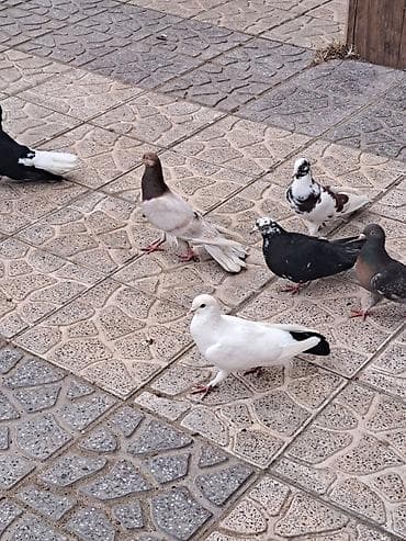 Salam 35 eded goyercindi kom 7 manat.tek tek 10 manat. Təsvir: -