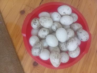 TƏZƏ SAĞLAM,MAYALI LAL ÖRDƏK YUMURTALARI SATILIR. QİYMƏT ENDİRİMDƏDİ