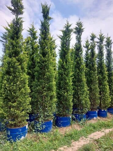 продам саженцы роз: Her nov dekartiv ağac novleri — 1