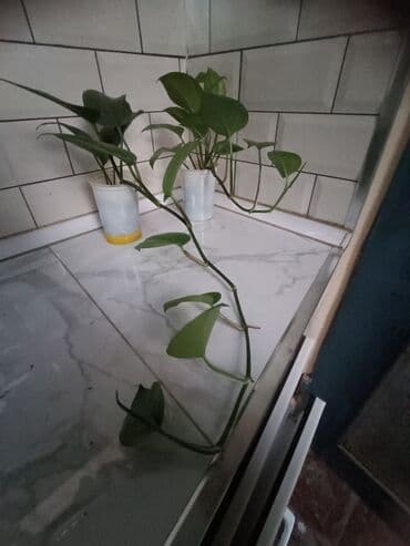 gec bosalmaq ucun bitkiler: Fərqli ölçülərdə və formalarda otaq bitkiləri. Yaşıl yarpaqları ilə — 3