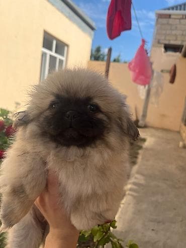 Pekines, 2 ay, Dişi, Peyvəndli, Rayonlara çatdırılma