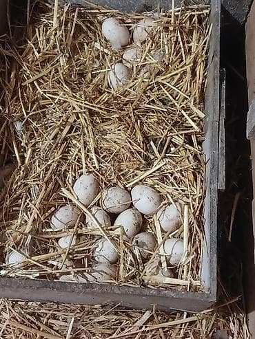 Krasnadar ördəyi yumurtaları - Növ: krasnadar ördəyi - Məhsul: Təzə