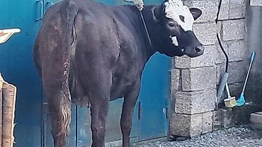 balalı inək: Birinci qarına düyə di təmiz qan smentaldı martın axırda doğacaq — 3