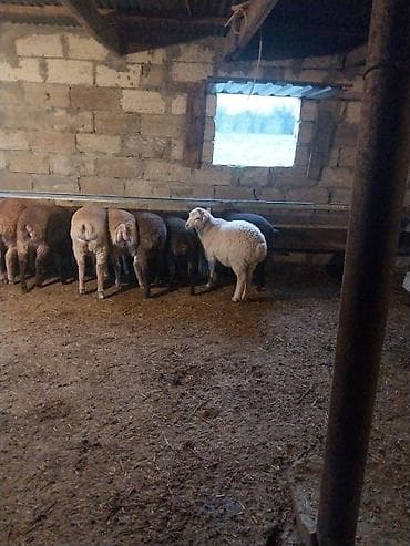 1 kq buğda qiyməti: Quzu, Erkək, ay: 6, 15 kq, Ödənişli çatdırılma — 1