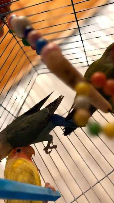 hələb kecilərin qiyməti: Korella Karella tutuqusu papuqay sevgi quşu nerazlucnik valnist 14 — 21