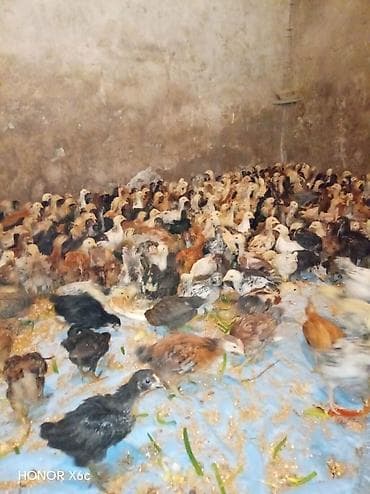 rahibə toyuqu: Toyuq cücələri, Ətlik — 3