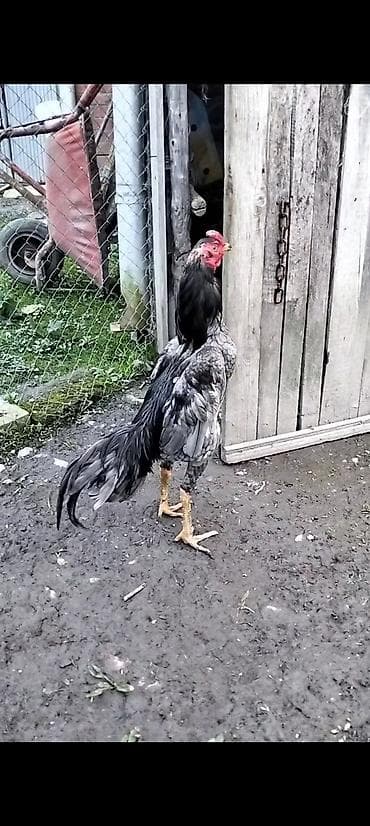 pudel iti haqqinda: Cins: Uzunboyun, döyüş tipli xoruz (ehtimalən Aseel/Şamo xətti) Rəng — 3