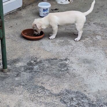 купить хаски щенка: Звонок, 4 месяца, Самовывоз — 1