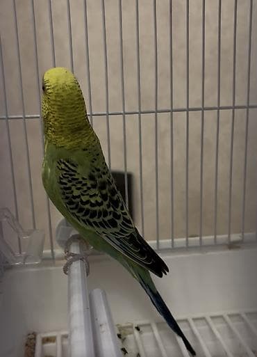 böyük papuqay: Dalğalı dishi tutuquşu(popuqay) satılır. 9 ayliqdir — 3