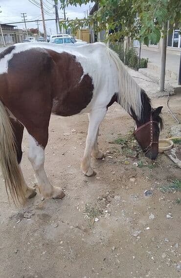 ərəb dovşanı: Erkək, Ərəb, il: 4, Pulsuz çatdırılma — 3