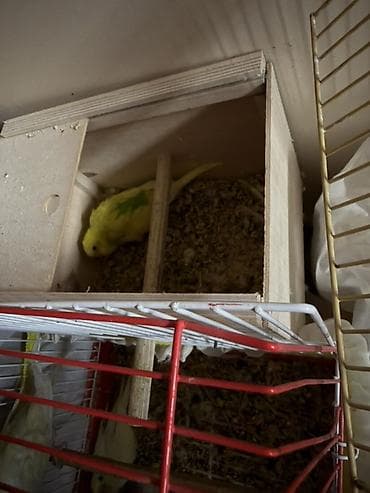 quşları: Mehebbet quslari 3 cutdu ayri ayrida satilir 1 cutu 60 azn 2 aydan bir — 2